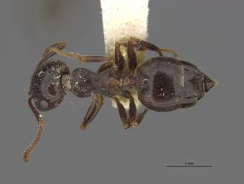 Media type: image;   Entomology 532179 Aspect: dorsal